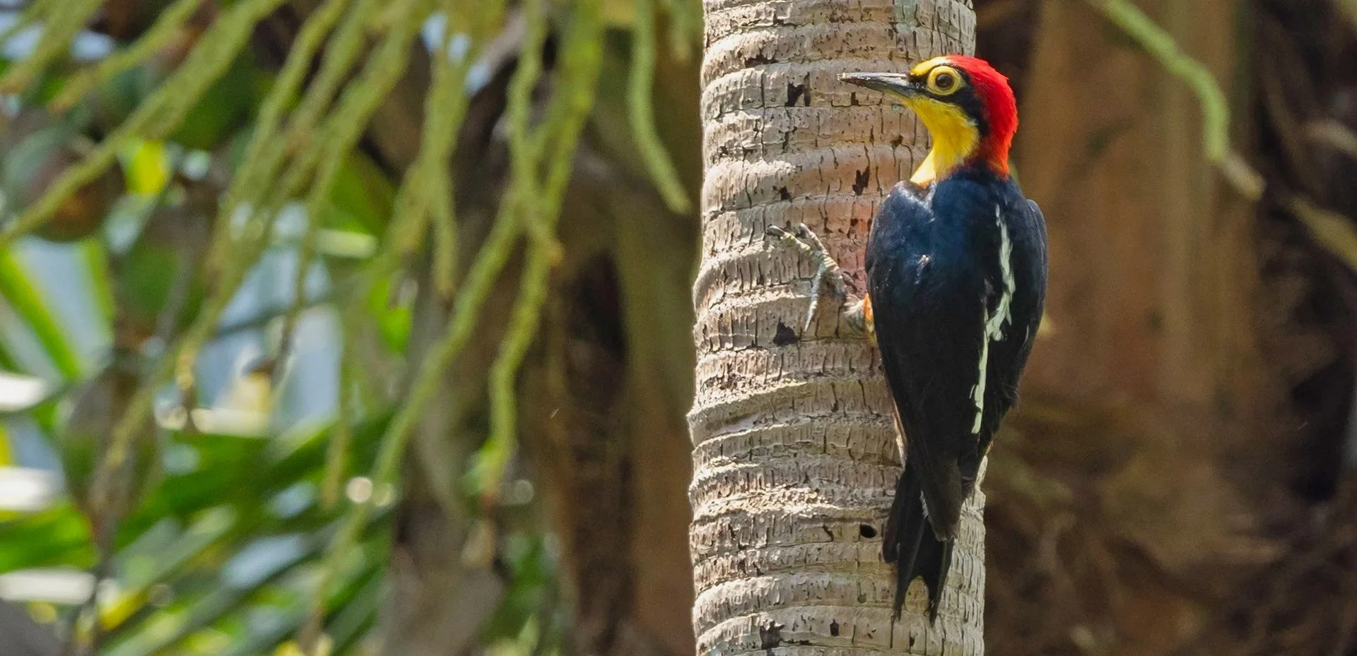 Brazil: The Mata Atlantica — Hillstar Nature
